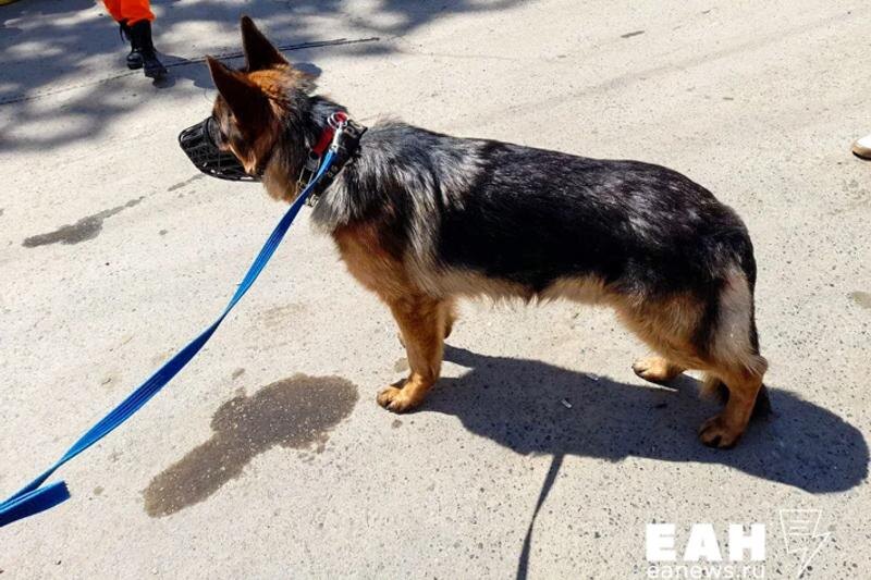    ЕАН. Собака на поводке