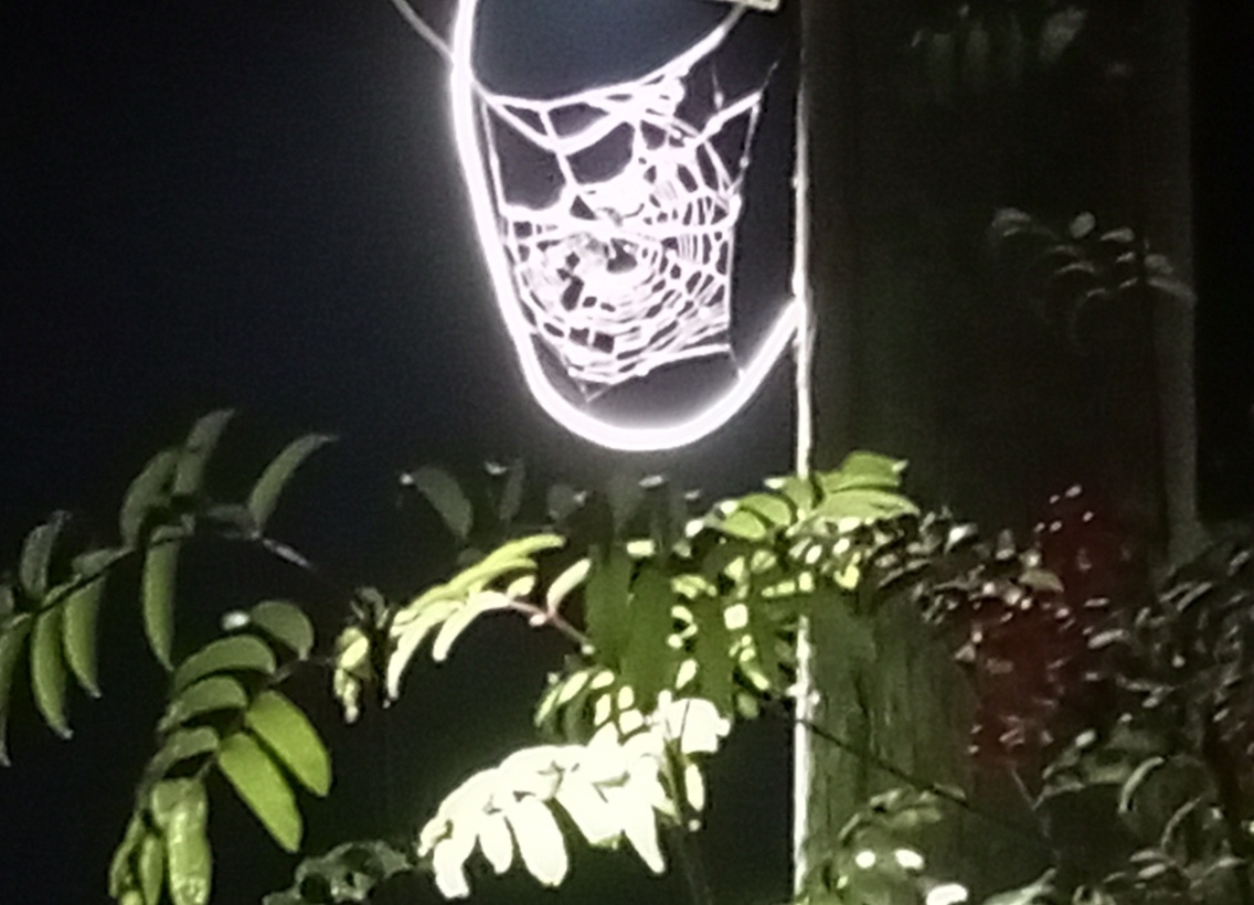 Заманчивая паутина. Фото автора.