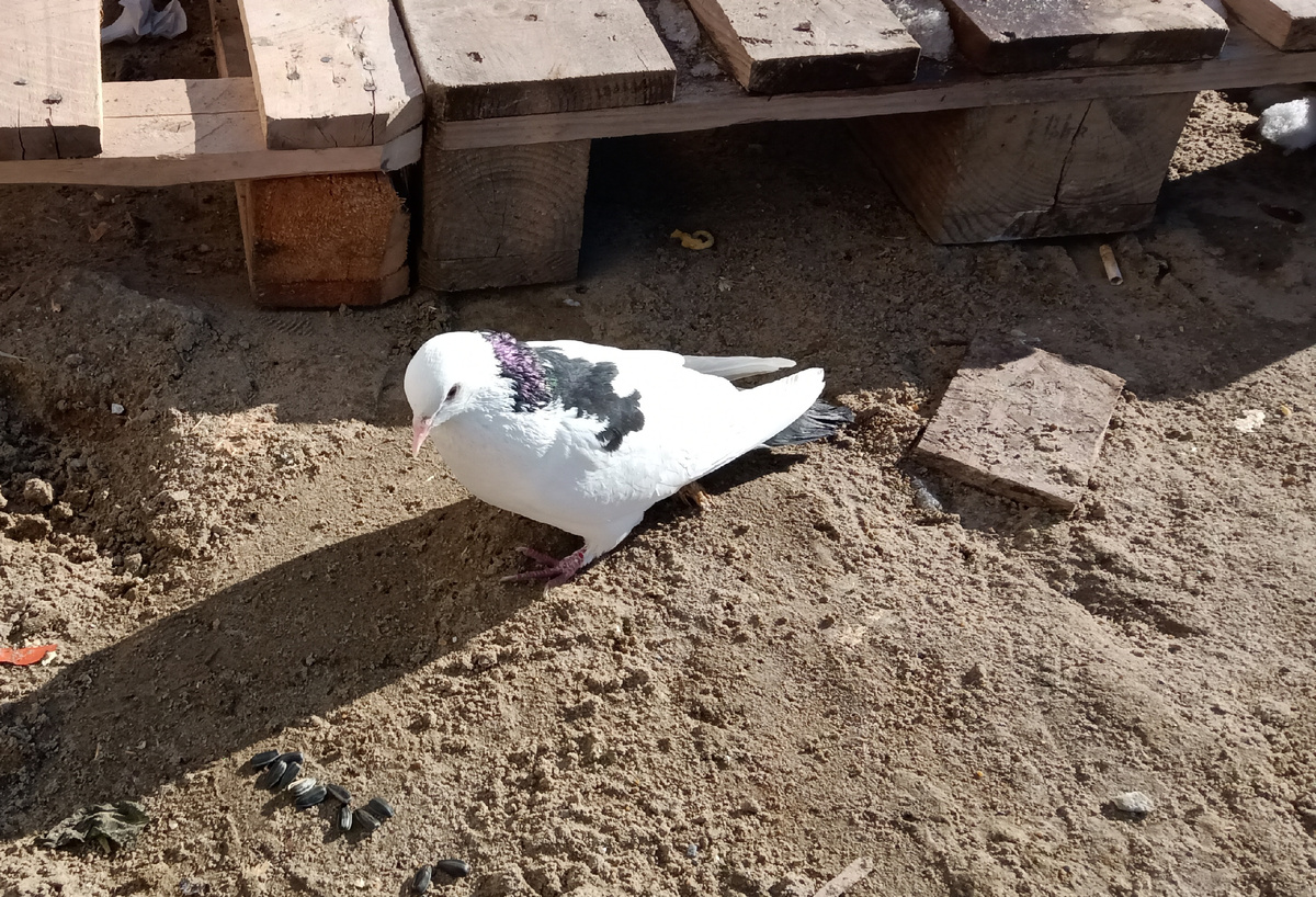 Вот этот голубь.