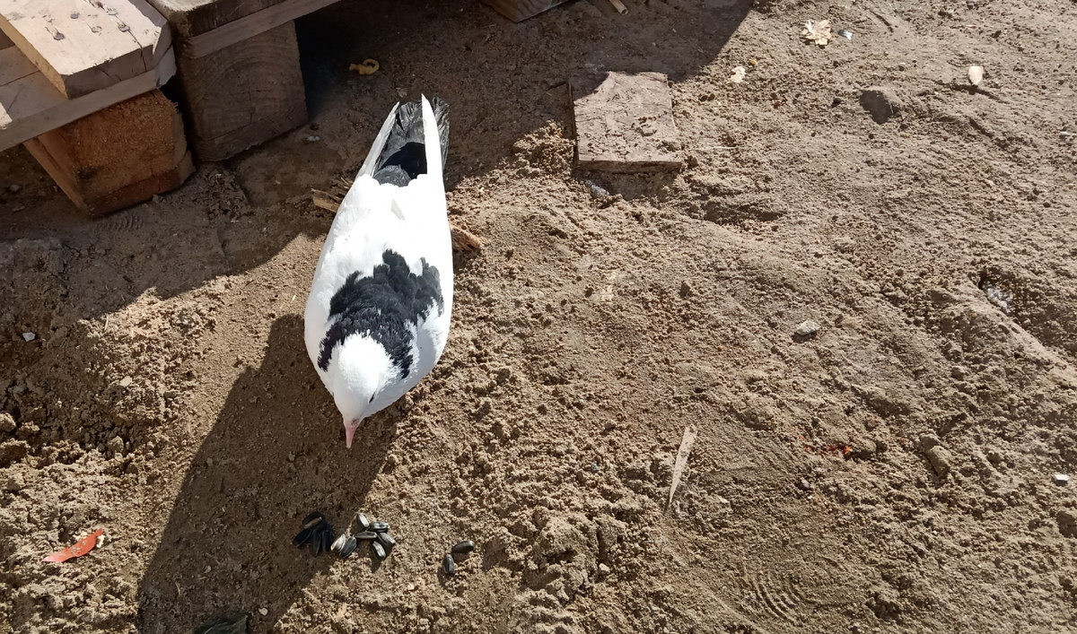 Накормил голубя.