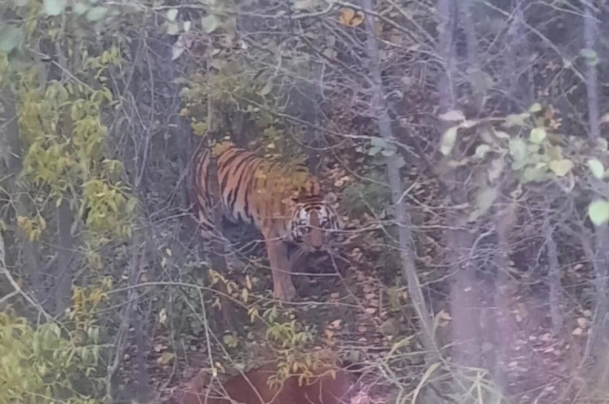    Амурский тигр атаковал автомобиль под Находкой, защищая добычу