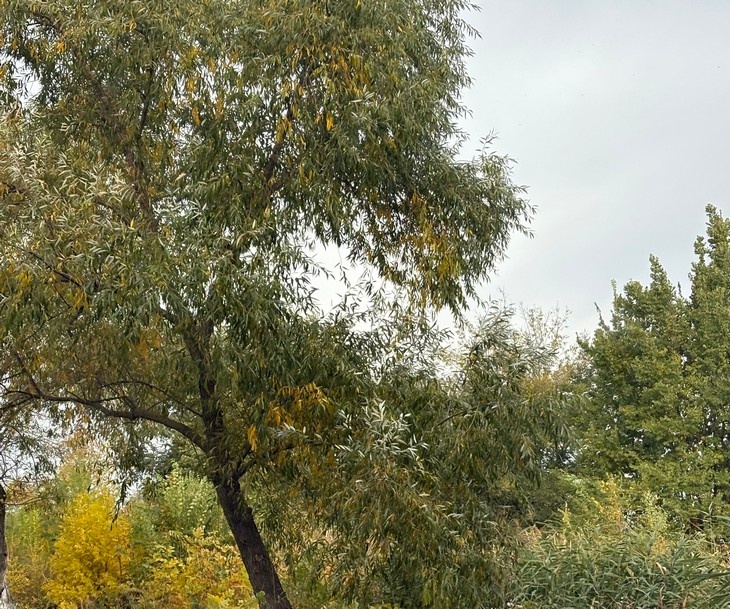    дерево Редакция Газеты