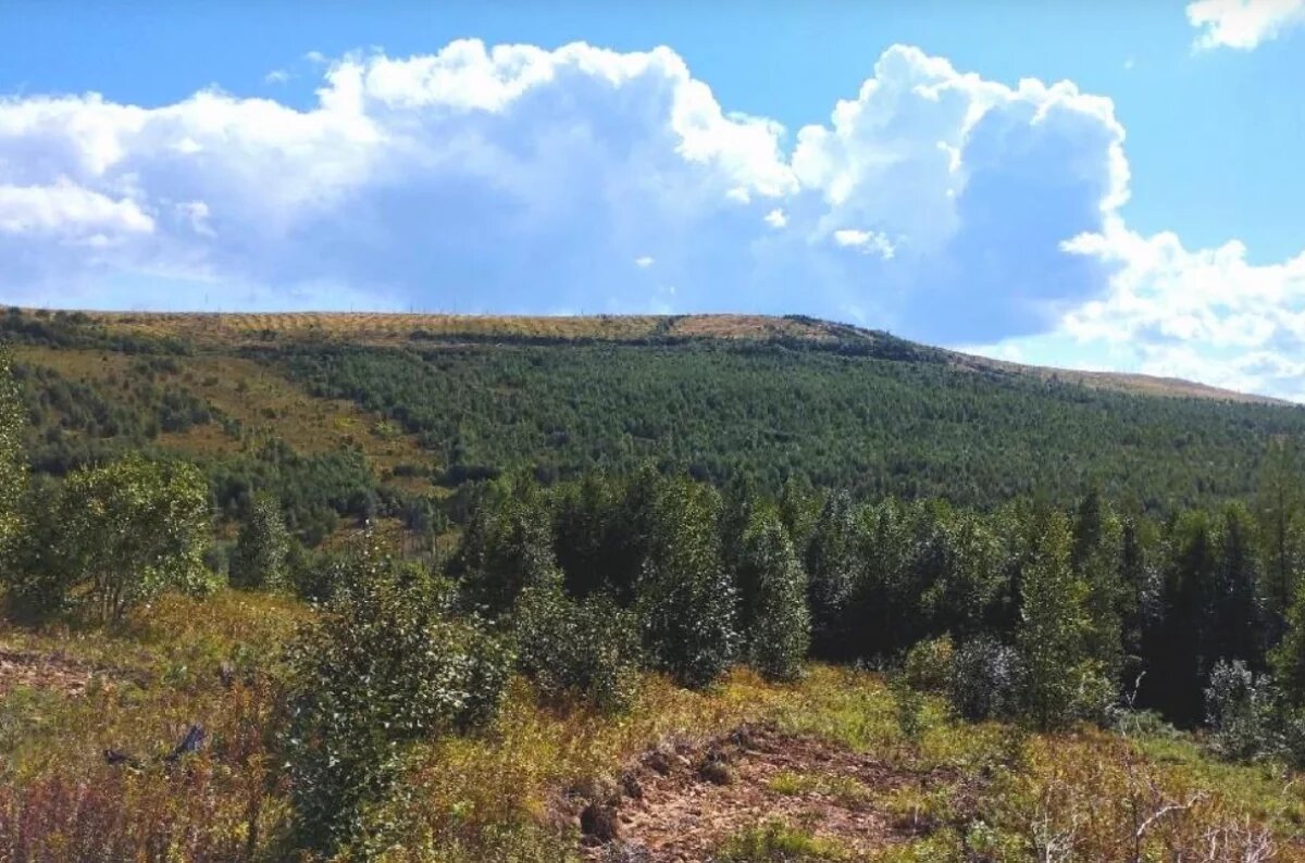    В Хабаровском крае компания вырубила лес на 34 млн рублей в заказнике