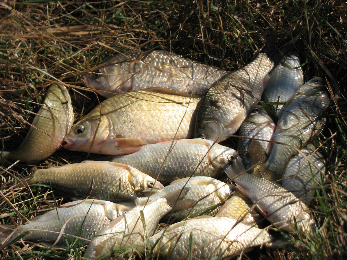 А это карасиный улов на платном водоеме Спокойное Симферопольского района Крыма...