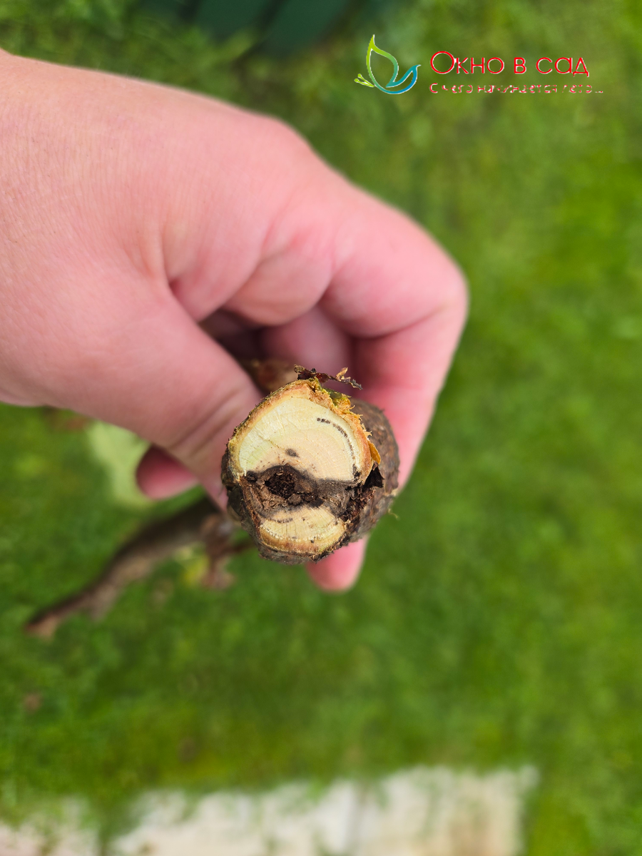 Фото из личного архива автора