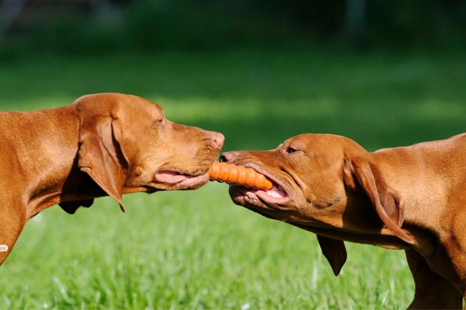    «Известия»: В России намерены расширить список опасных пород собак GLOBAL LOOK PRESS