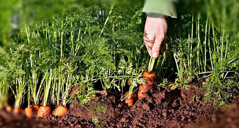 Морковная ботва шикарное удобрение