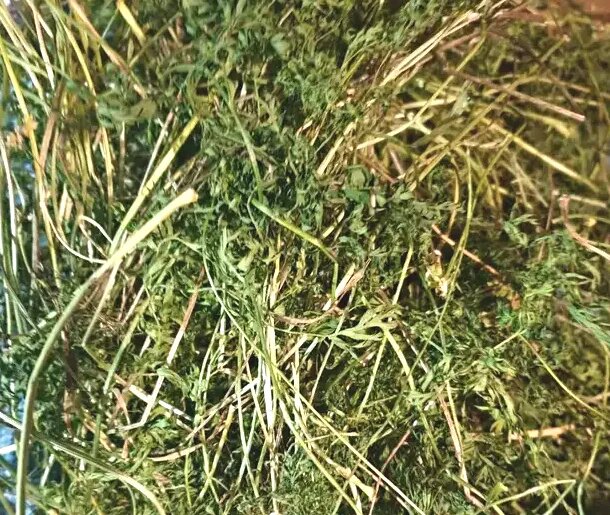 Высушенная морковная ботва