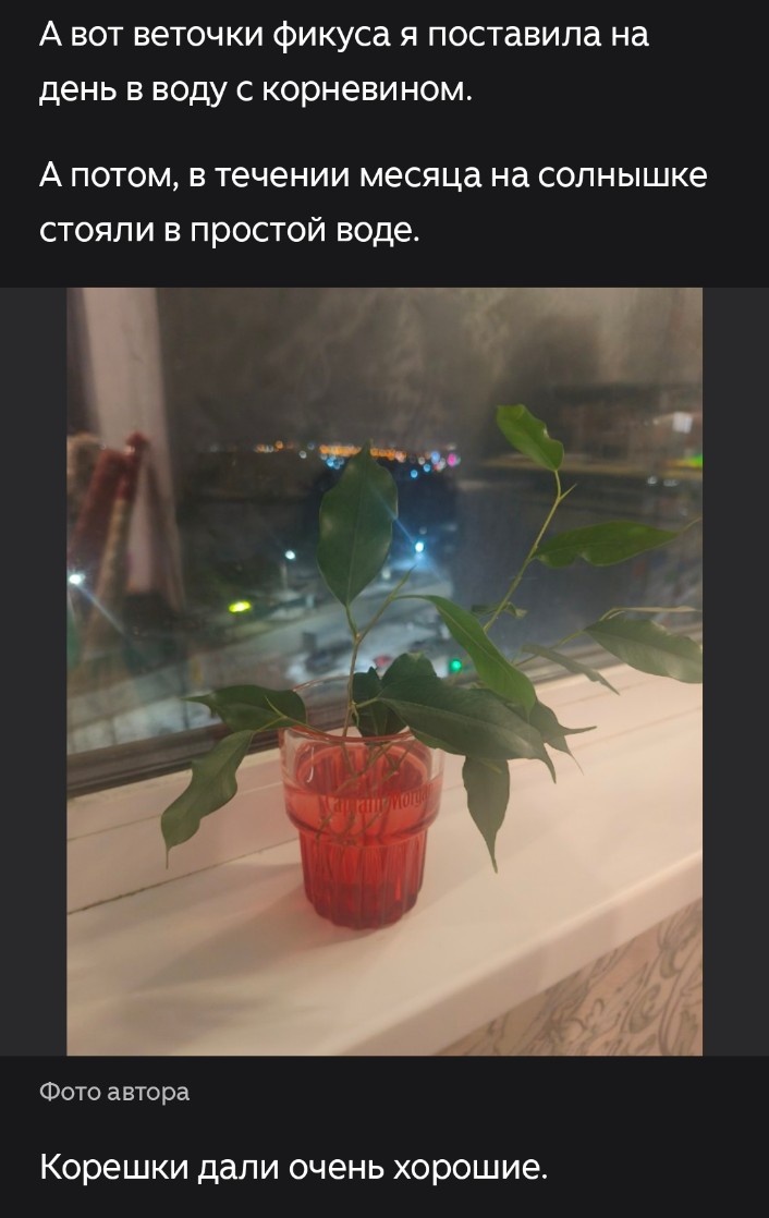 Фото автора. Делилась в блоге