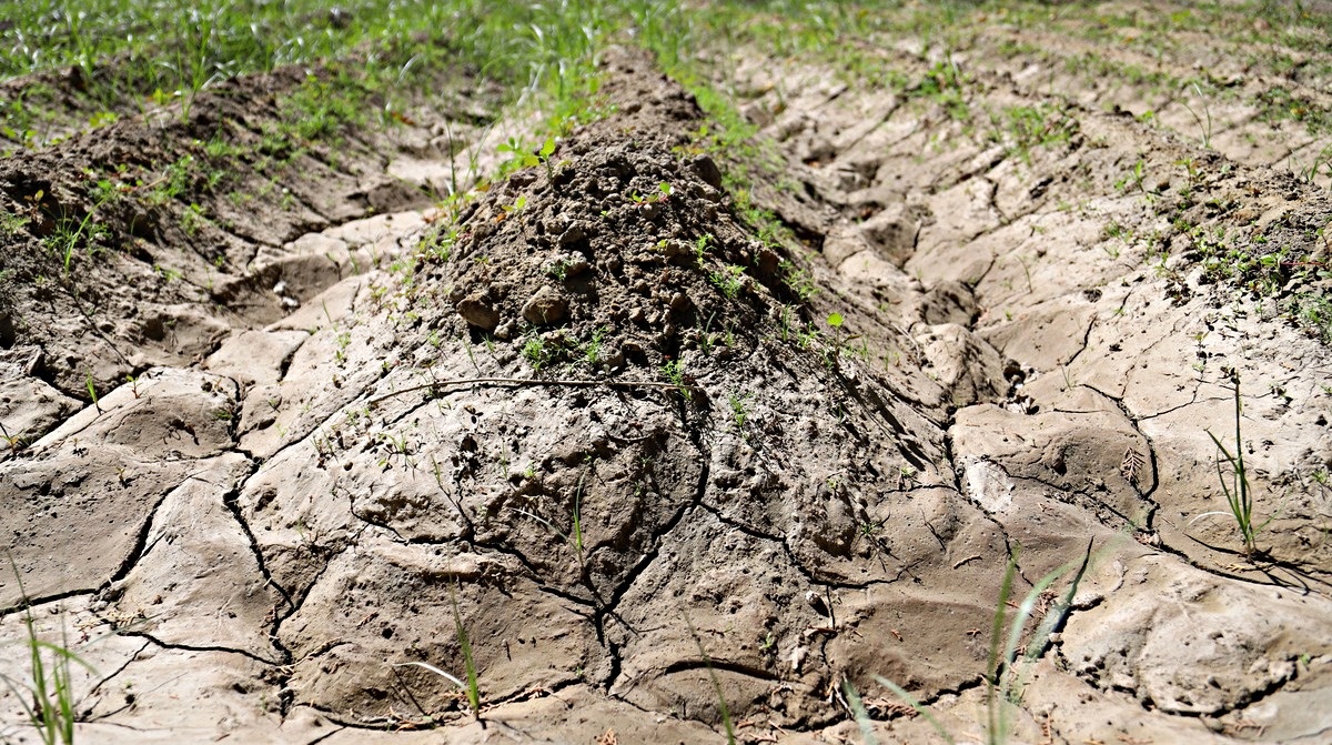 Глинистая почва довольно серьезная проблема для дачника