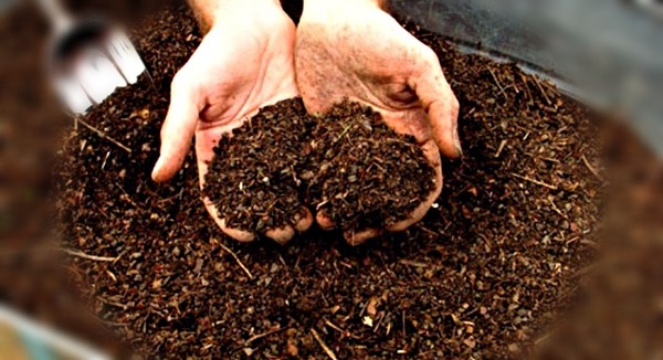 Готовый измельченный компост