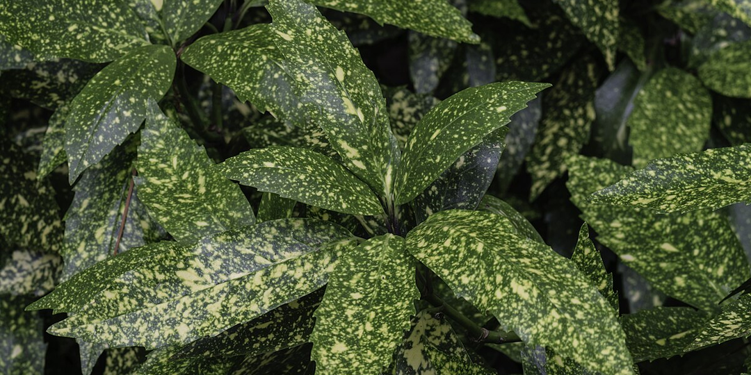 10 комнатных растений, которые выдержат без света: не тенелюбивые, а теневыносливые