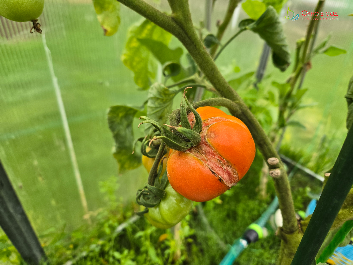 Фото из личного архива атвора