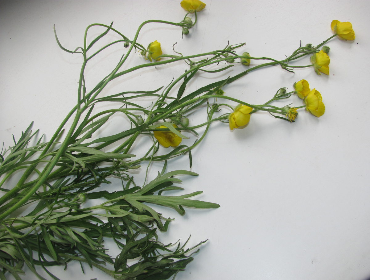 С лютиковыми тоже надо быть осторожнее