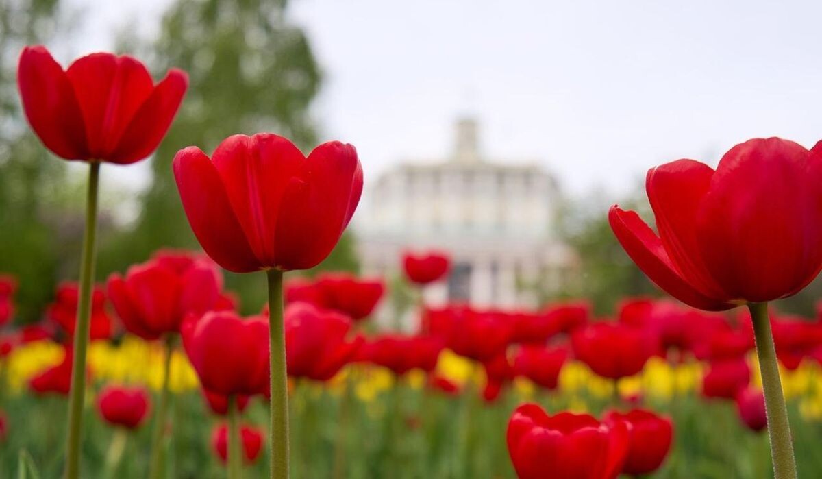     Тюльпаны. Источник: mos ru Автор фото: Пресс-служба Мэра и Правительства Москвы