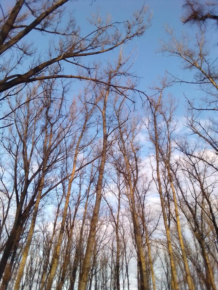 Осенний лес