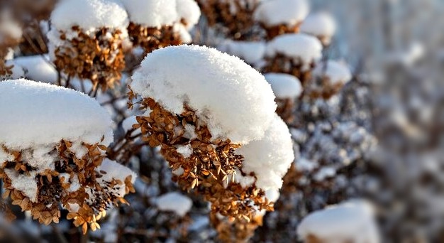 Гортензии под снегом