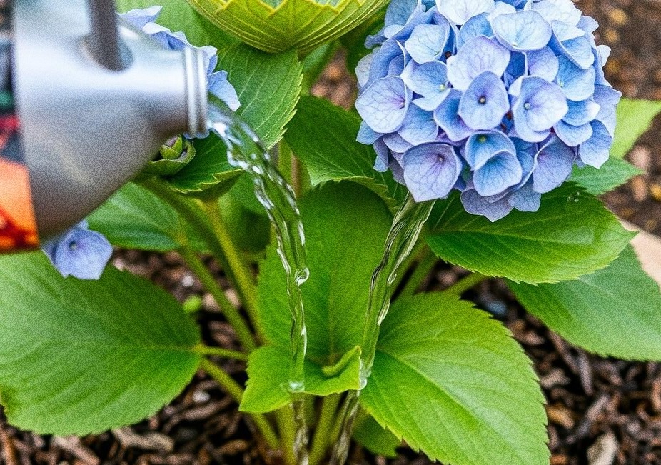 Полив гортензий раствором