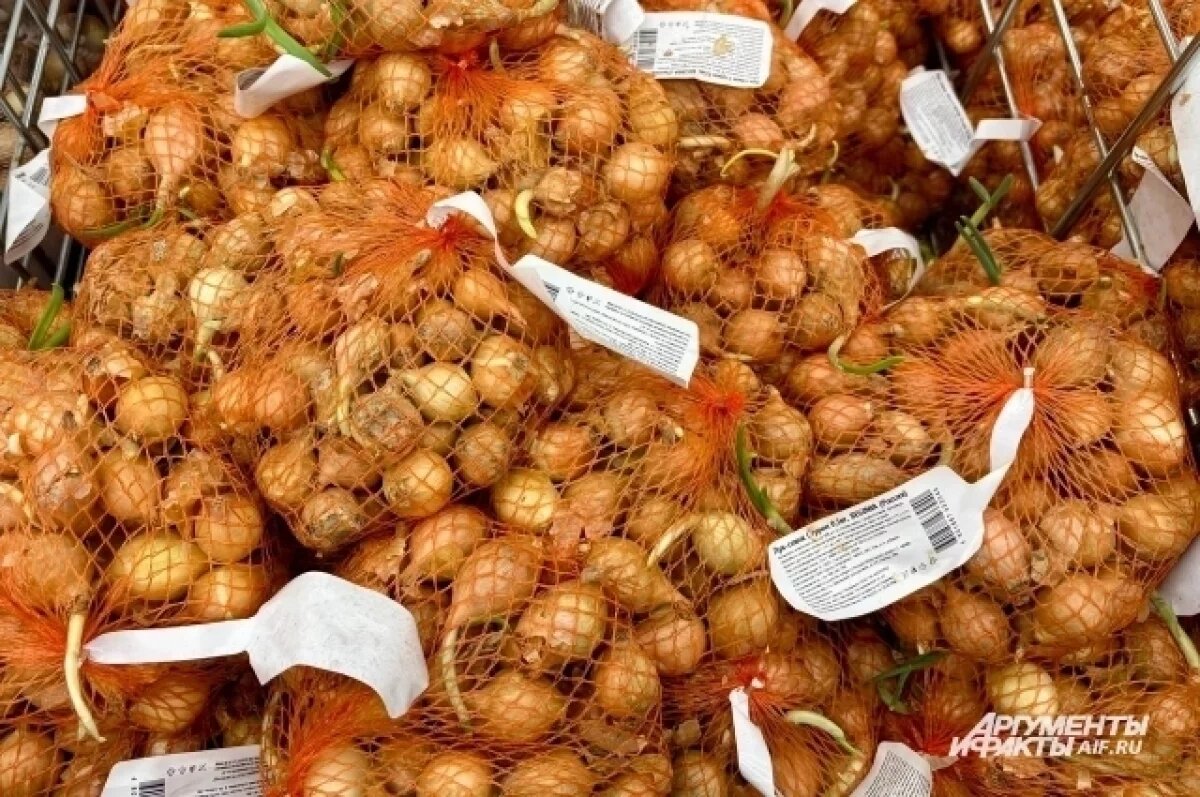    Арефьев: озимый лук гораздо раньше, чем весенний, созревает