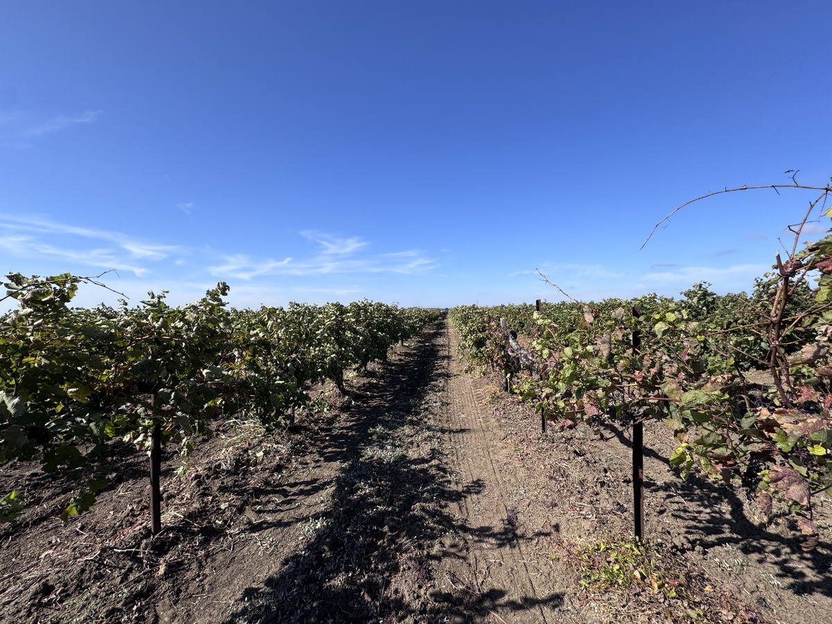    Фото: Екатерина Мухамедова/BFM Кубань