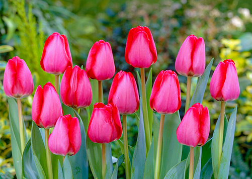 Розовые тюльпаны