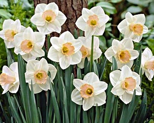 Нарциссы в саду