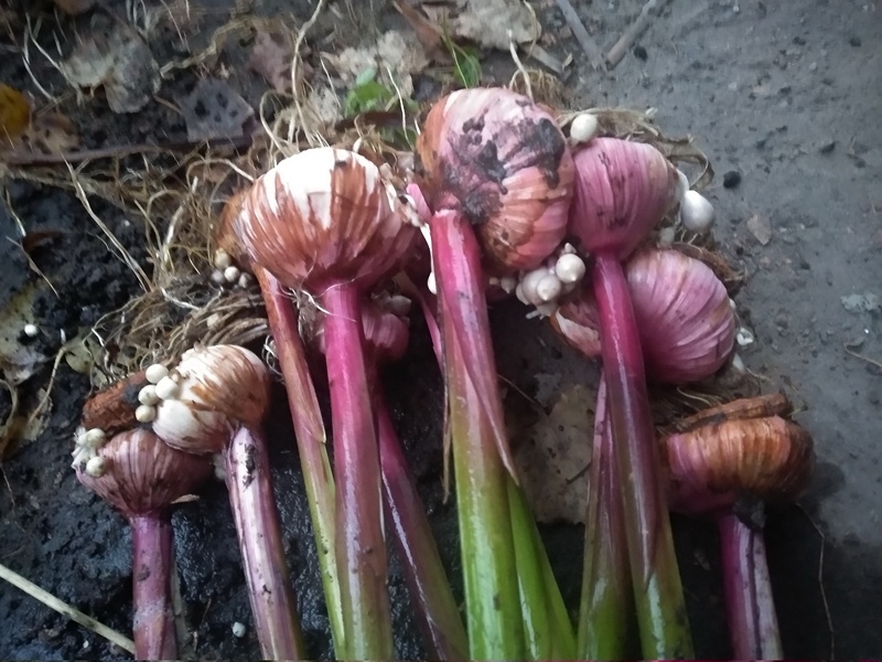 Выкопанные луковицы гладиолусов осенью. 2025 года