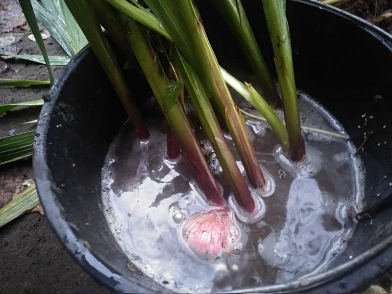 Луковицы должны быть хорошо промыты