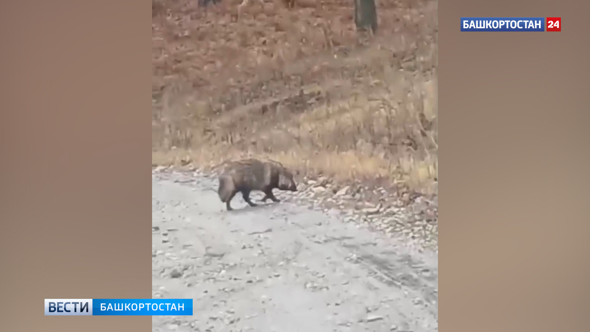   В Башкортостане засняли редкого зверя – енотовидную собаку