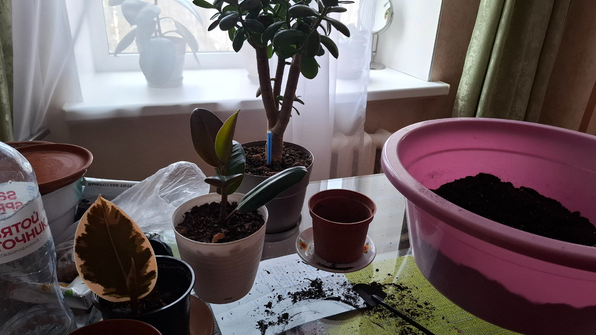 Процесс пересадки полным ходом!