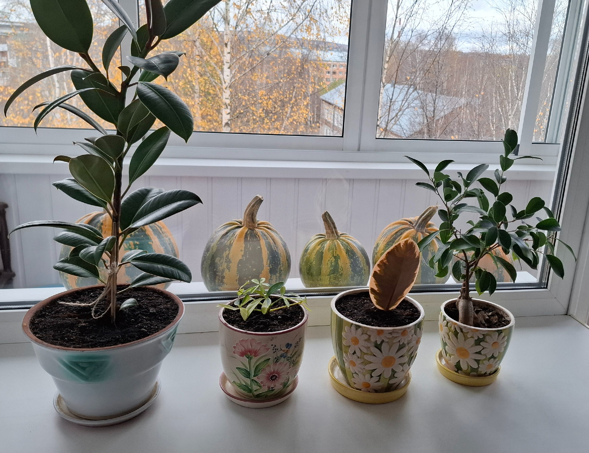 Мои любимые фикусы и шеффлера. Тыква на балконе пока лежит.