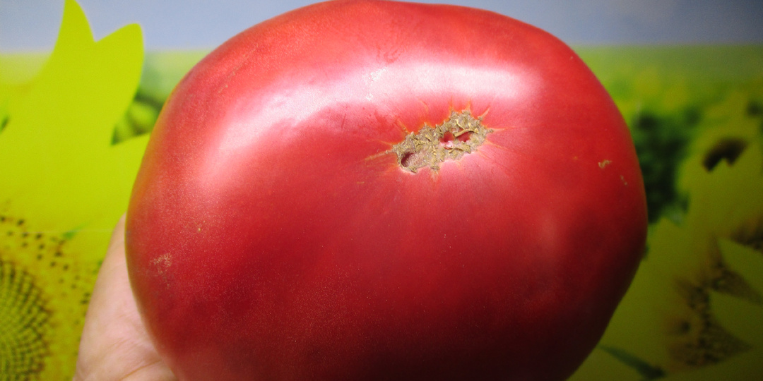 УНИКАЛЬНЫЕ КАЧЕСТВА томата КОТ ТИМОФЕЙ я обнаружила только поздней осенью! Моя новинка 2025 года.