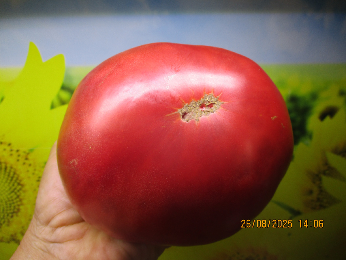 Томат Кот Тимофей. №701.