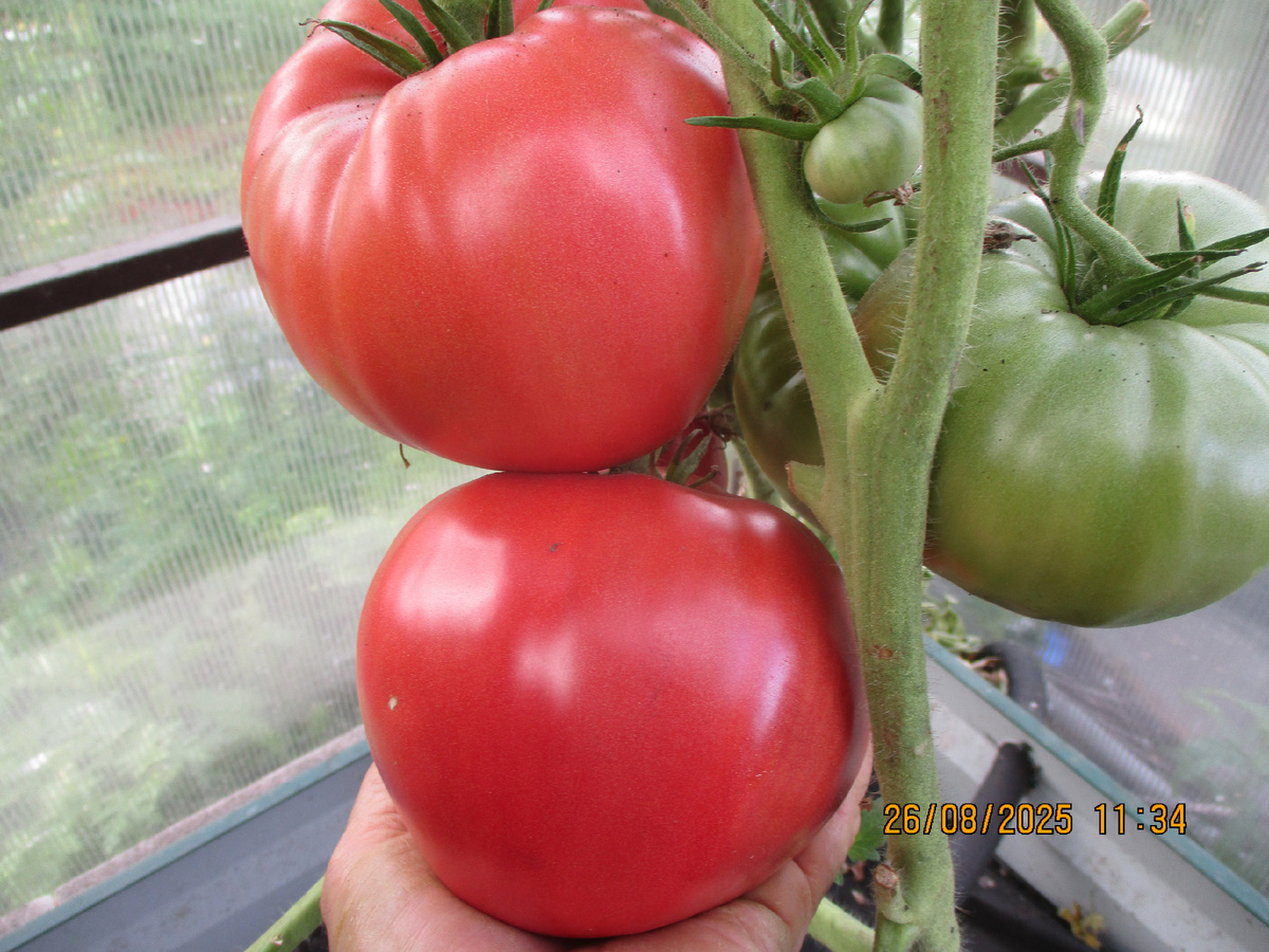 Томат Кот Тимофей. №701.