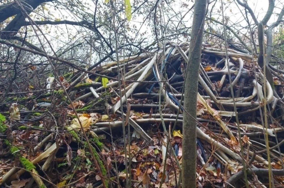    В лесу под Юрьев-Польским убрали свалку размером в 15 соток