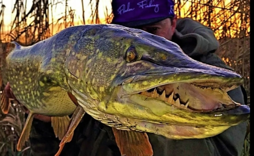 А на эту снасть щука ловится всегда. Дедовский метод.