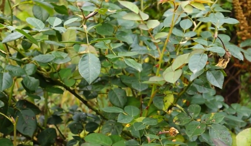 Готовлю розы к морозам без обрезки листьев. Результат удивляет каждую весну