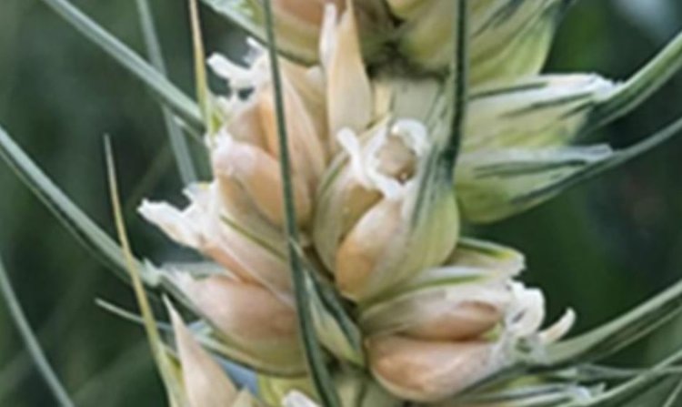    Фото: Vijay Tiwari/University of Maryland