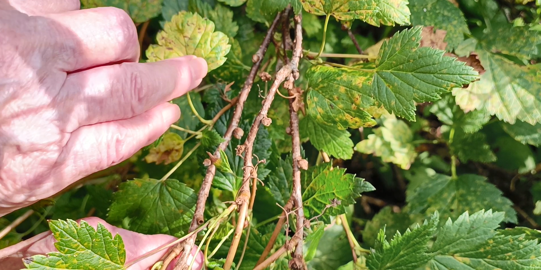 Проливаем КИПЯТКОМ смородину сейчас! Почковый клещ на смородине: что сделать в октябре, чтобы спасти куст