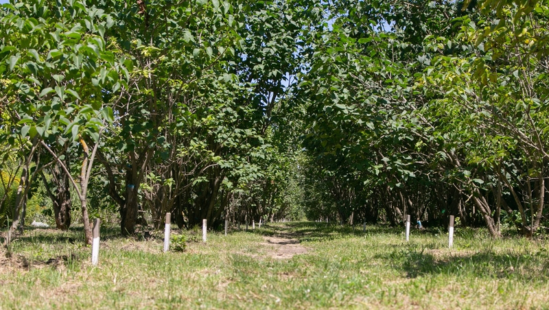      Фото: Валерия Алтухова / / ИА «Победа26»