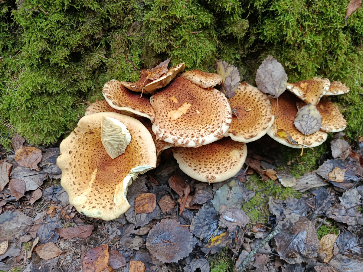 Чешуйчатка обыкновенная - фото 11 октября