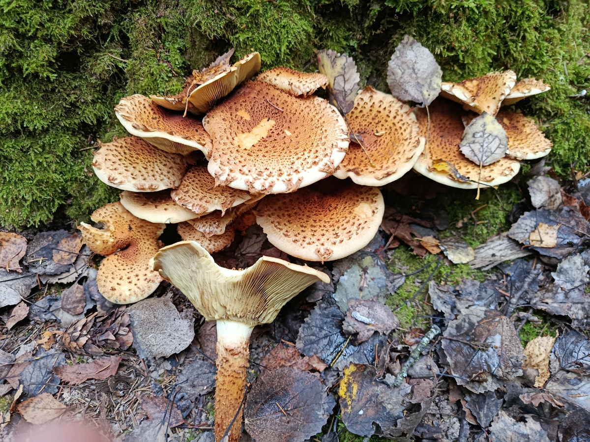 Уже переростки , но шляпки вполне пойдут на жареху