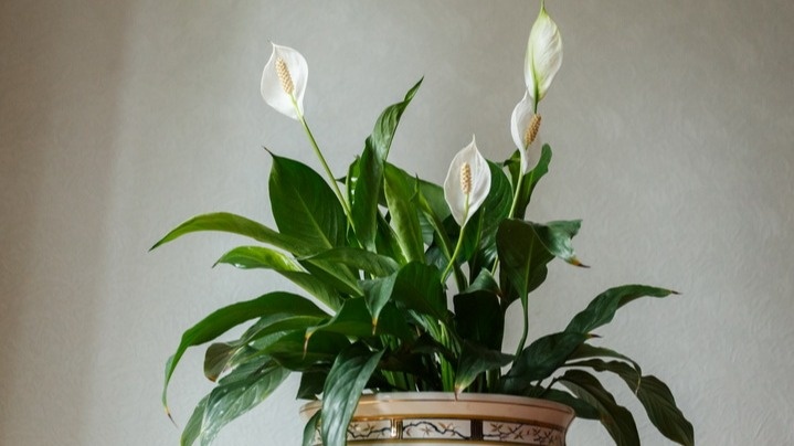 Сравниваю 5 способов подкормки цветущего спатифиллума - один провалился