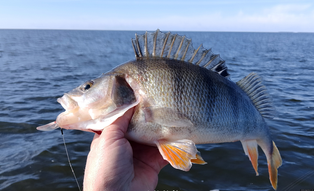 Несколько килограммовых чудских горбачей мне всё же попалось. Фото и видео здесь и далее из архива автора