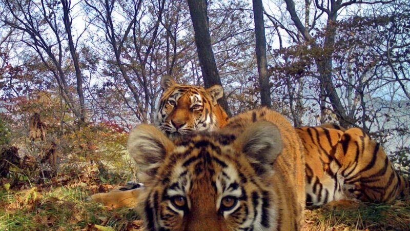     Амурский тигр. leopard-land.ru