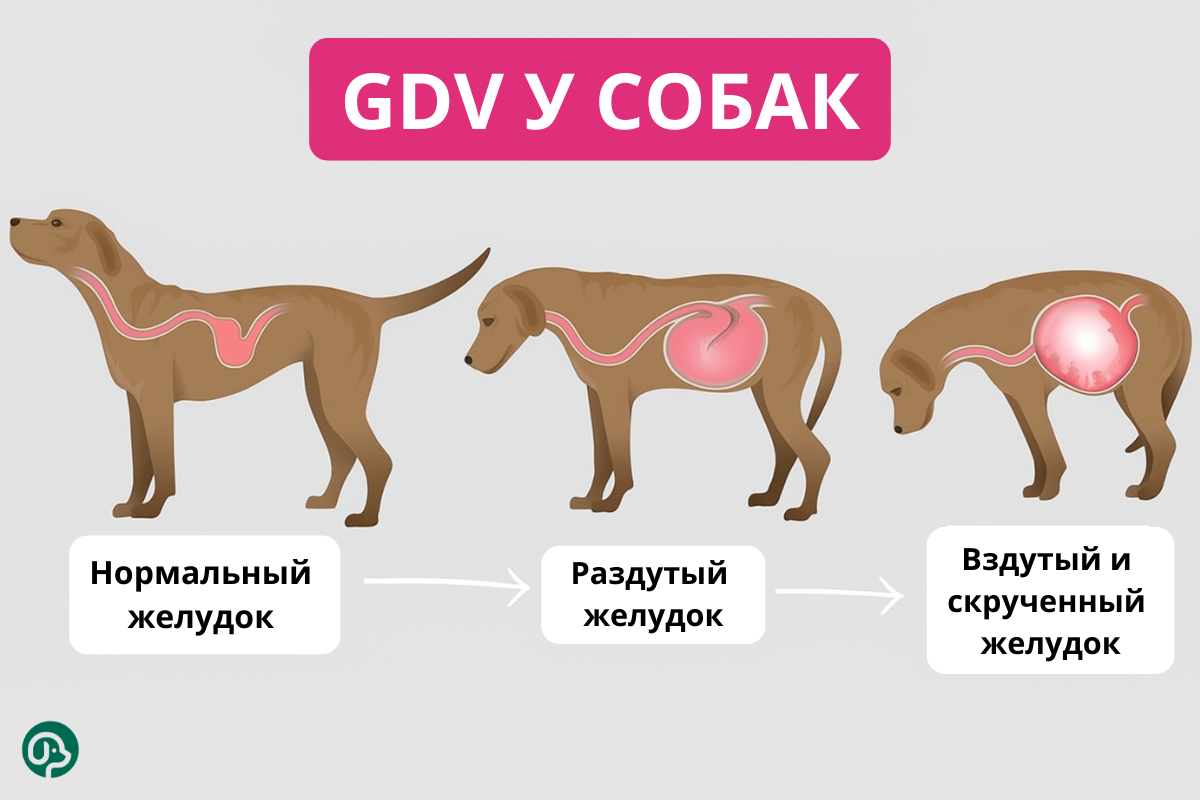 GDV у собак