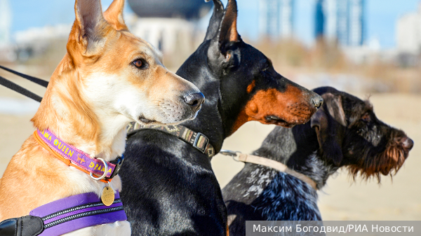     Фото: Максим Богодвид/РИА Новости   
 Текст: Дмитрий Зубарев