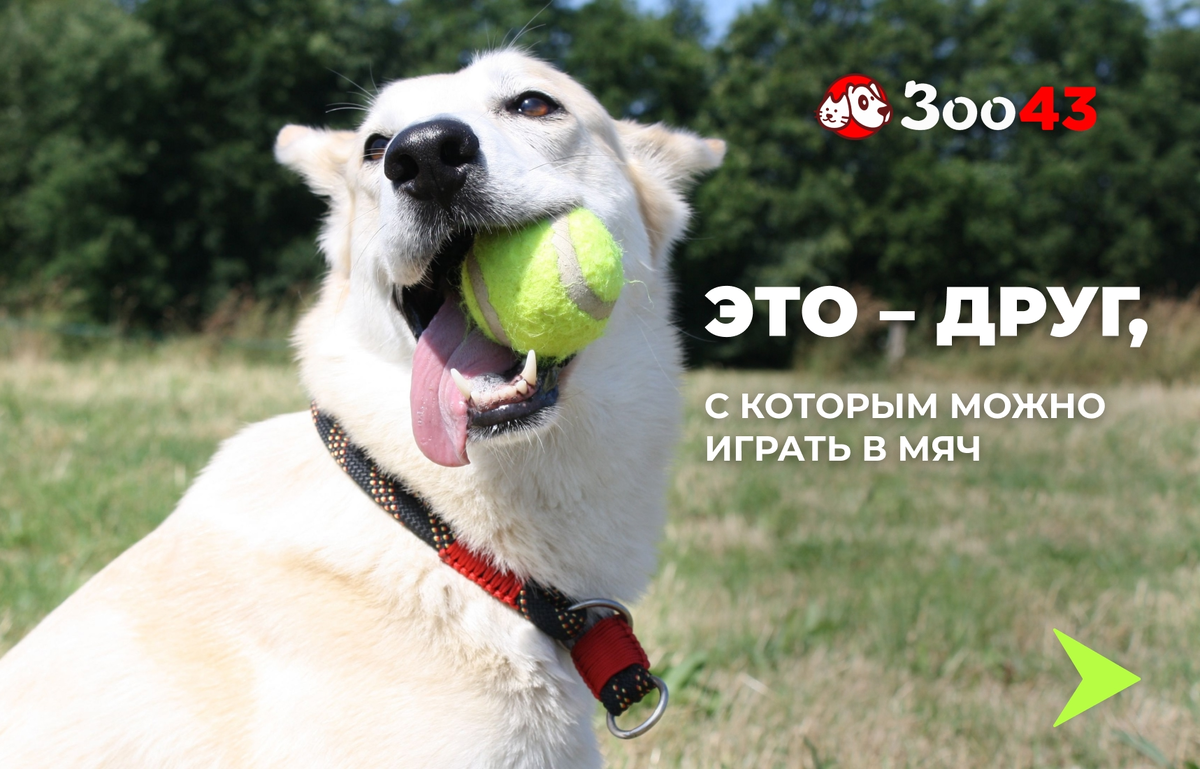 Это - друг, с которым можно играть в мяч