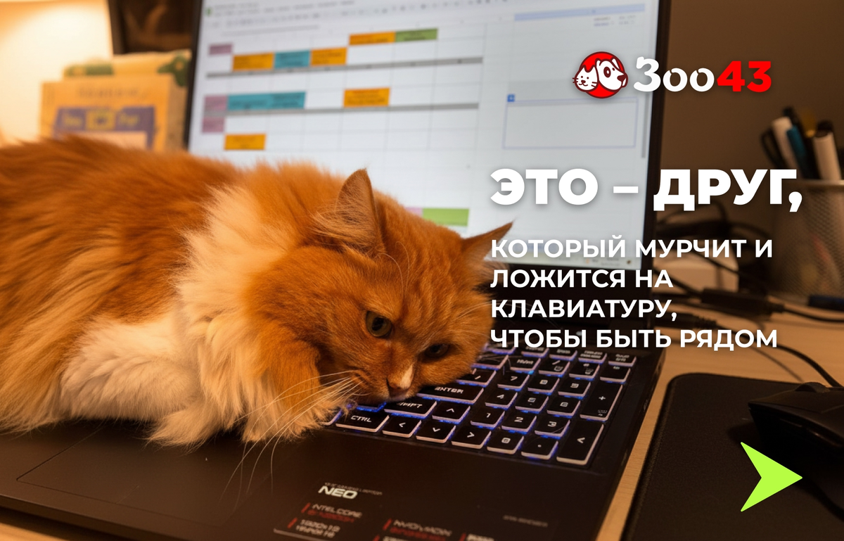 Это - друг, который мурчит и ложится на клавиатуру, чтобы быть рядом