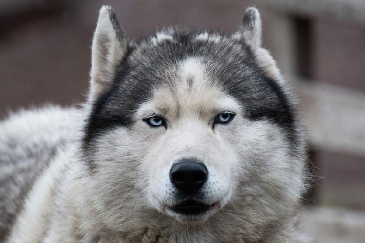    Фото: Владимир Астапкович, источник: ria.ru